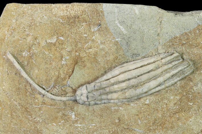 Fossil Crinoid (Scytalocrinus) - Crawfordsville, Indiana #149000